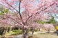 白子桜祭り（2月中旬～3月初旬）のイメージ