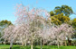 白子神社・桜のイメージ