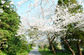 白子神社・桜のイメージ